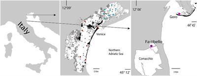 Where, when, how and what seagrass to transplant for long lasting results in transitional water systems: the cases of Cymodocea nodosa, Zostera marina, Zostera noltei and Ruppia cirrhosa